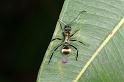 Polyrhachis_ammon_D4083_Z_88_Alexandra hills Brisbane_Australie